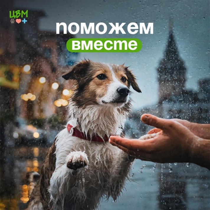 Assistance for Animals in Kazakhstan Affected by Floods